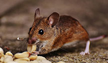 warehouse-pest-control Experts in West Millbury